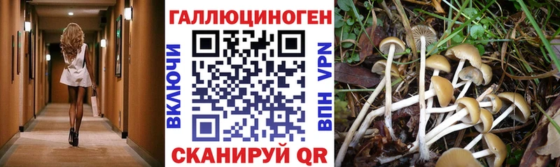 дарнет шоп Пугачёв Галлюциногенные грибы мицелий